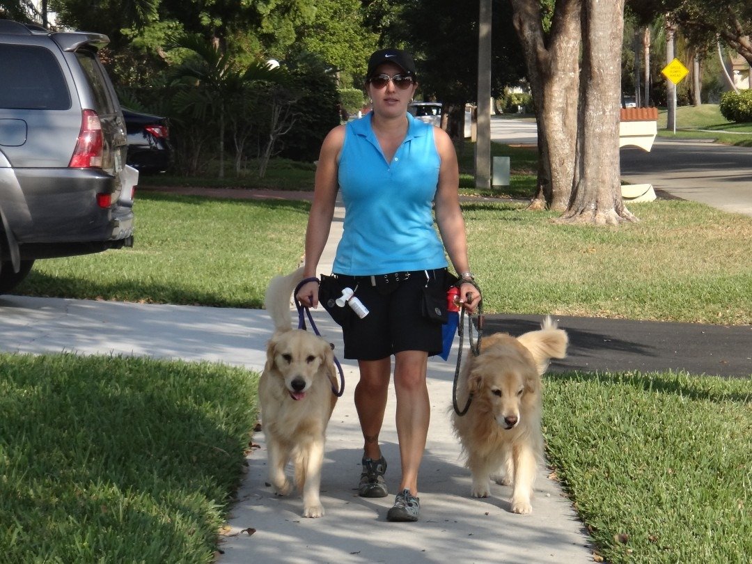 Kat walking two golden retrievers on a sunny South Florida sidewalk